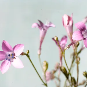 Gilia splendens
