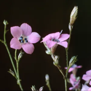 Gilia splendens