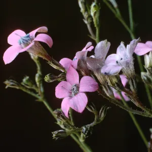 Gilia splendens