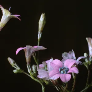Gilia splendens