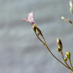 Gilia ochroleuca ssp. bizonata