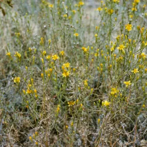 Gutierrezia californica