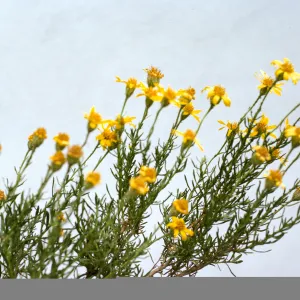 Haplopappus linearifolius