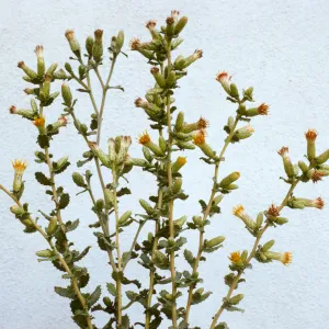 Haplopappus squarrosus ssp. obtusus