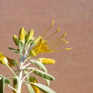 Isomeris arborea