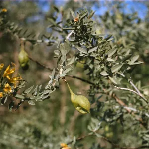 Isomeris arborea