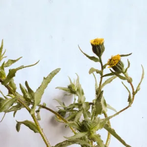 Layia paniculata
