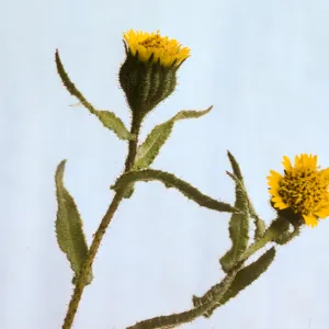 Layia paniculata