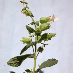 Lepechinia calycina