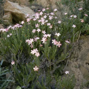 Leptodactylon californicum