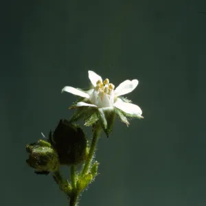 Horkelia cuneata