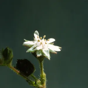 Horkelia cuneata