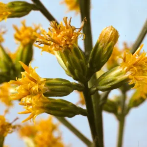 Lepidospartum squamatum