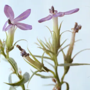 Lobelia dunnii var. serrata