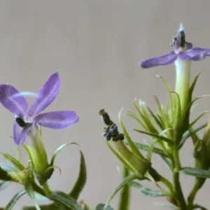 Lobelia dunnii var. serrata