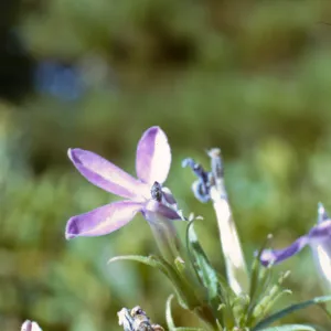 Lobelia dunnii var. serrata