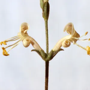 Lonicera subspicata