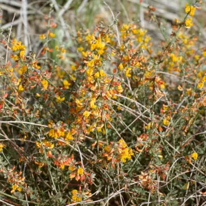 Lotus scoparius