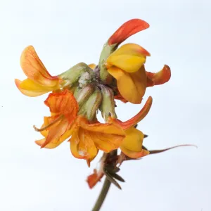 Lotus scoparius