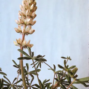 Lupinus subvexus
