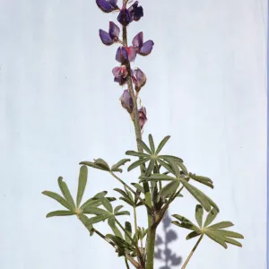 Lupinus sparsiflorus