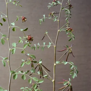 Lotus crassifolius