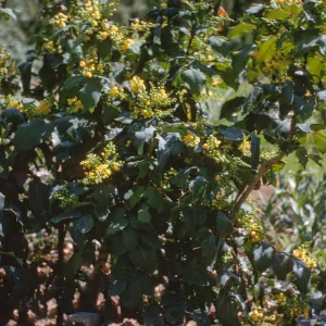 Mahonia, Berberis