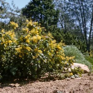Mahonia, Berberis