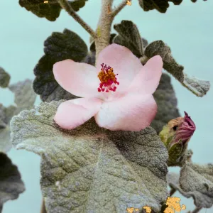 Malacothamnus