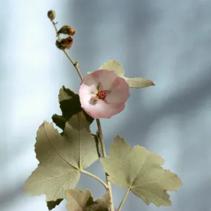 Malacothamnus fasciculatus var. nuttallii