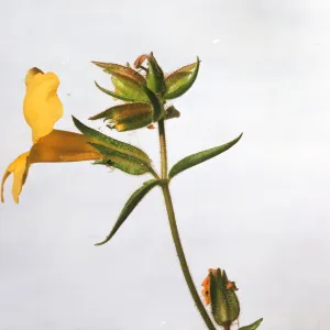 Mimulus brevipes 