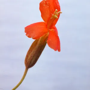 Mimulus cardinalis