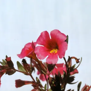 Mimulus fremontii