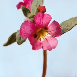 Mimulus johnstonii