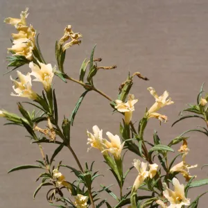 Mimulus longiflorus