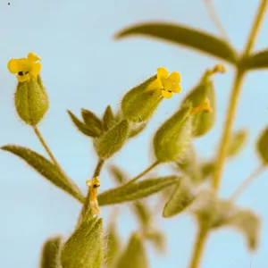 Mimulus pilosus
