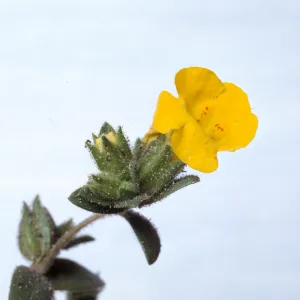Mimulus subsecundus