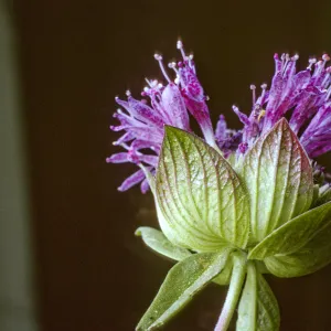 Monardella lanceolata