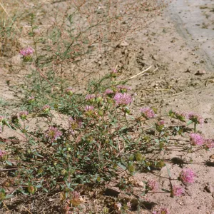 Monardella lanceolata