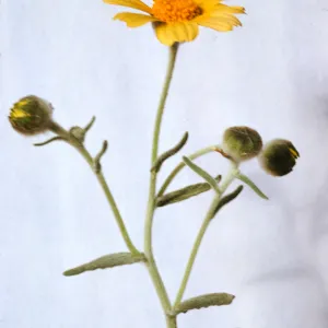 Monolopia lanceolata 