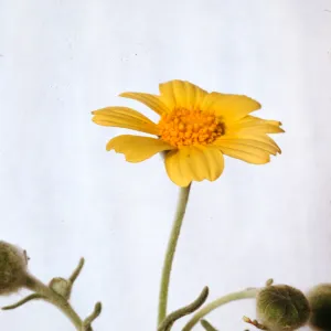 Monolopia lanceolata 