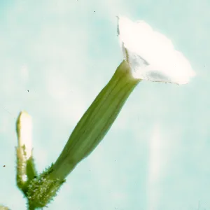 Nicotiana attenuata