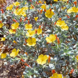 Oenothera cheiranthifolia ssp. suffruticosa