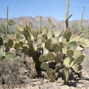 Opuntia engelmannii, Palo Verde Camp