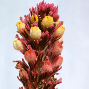 Orthocarpus purpurascens var. pallidus