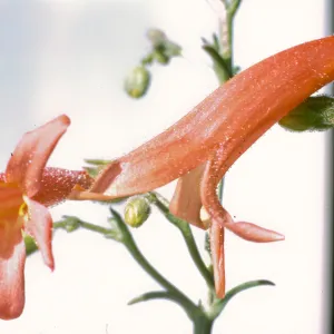 Penstemon bridgesii