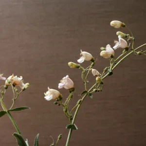 Penstemon grinnellii