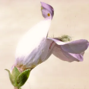 Penstemon grinnellii