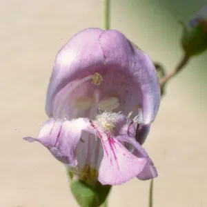 Penstemon grinnellii