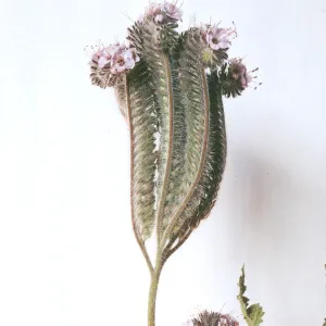 Phacelia cicutaria var. hubbyi